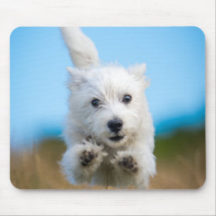A Cute West Highland Terrier Puppy Running Mouse Pad