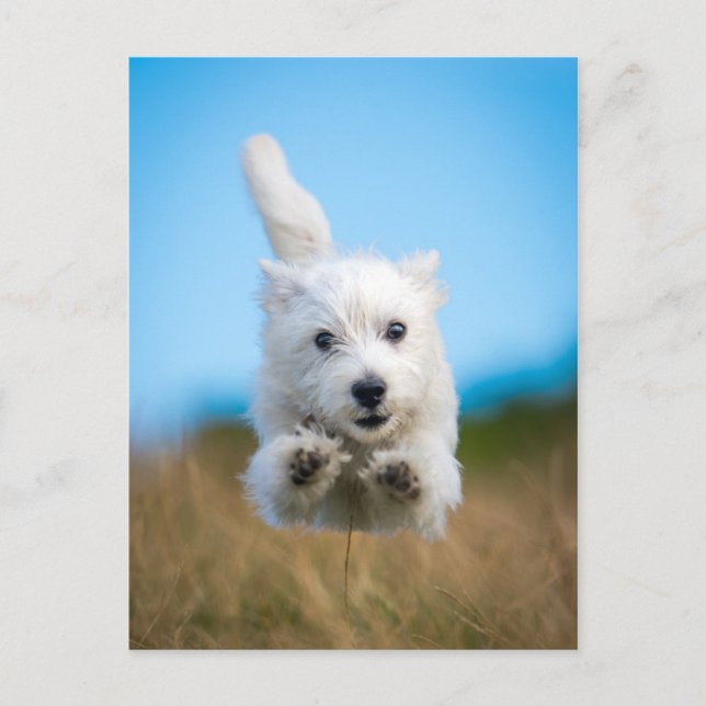A Cute West Highland Terrier Puppy Running Postcard (Front)