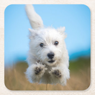 A Cute West Highland Terrier Puppy Running Square Paper Coaster