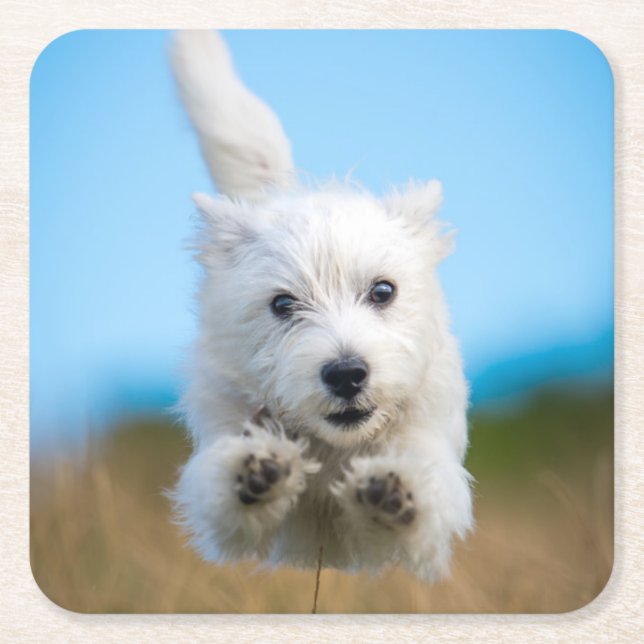 A Cute West Highland Terrier Puppy Running Square Paper Coaster (Front)