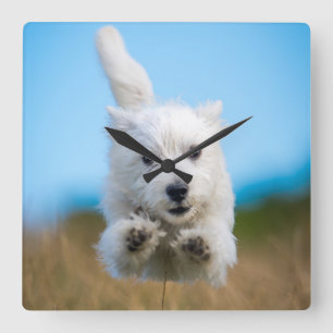 A Cute West Highland Terrier Puppy Running Square Wall Clock