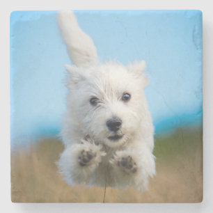 A Cute West Highland Terrier Puppy Running Stone Coaster