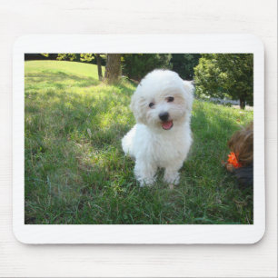a cute westie - west highland terrier - at a local mouse pad