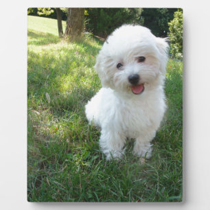 a cute westie - west highland terrier - at a local plaque