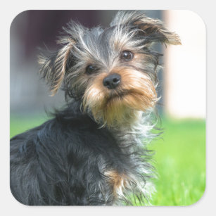 A cute Yorkshire terrier puppy playing in garden Square Sticker
