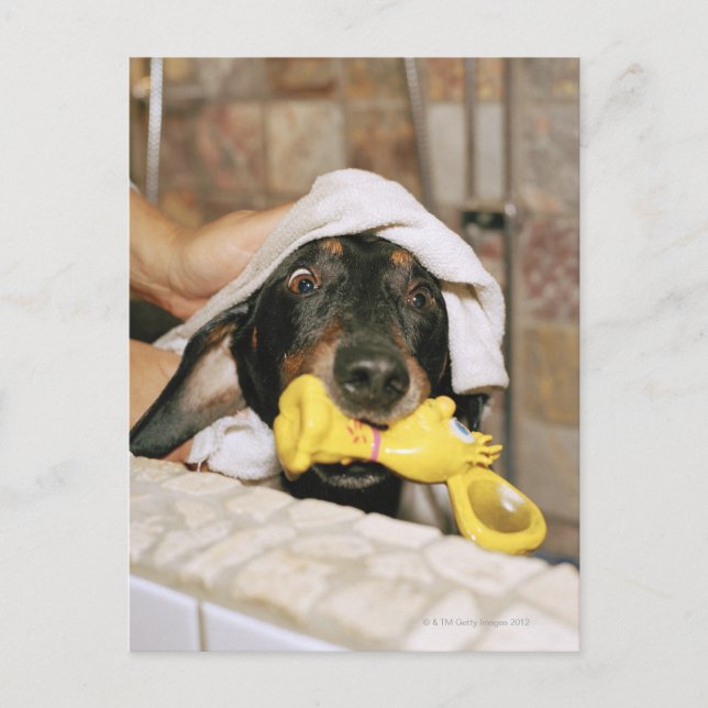 A dachshund being bathed. postcard (Front)
