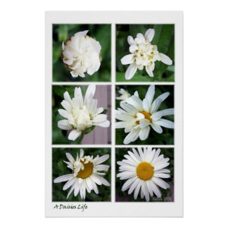 A Daisies Life Poster