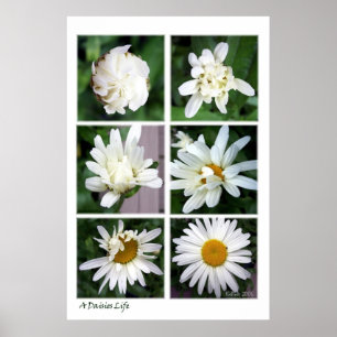 A Daisies Life Poster