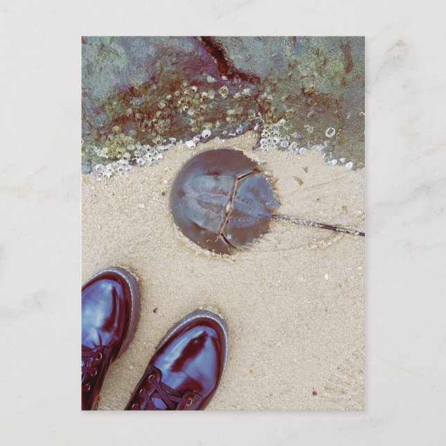 "A Day At The Seaside" - Horseshoe Crab Postcard (Front)