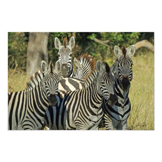 A DAZZLE OF ZEBRAS PHOTO PRINT (Front)