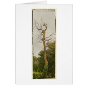 A dead Tree