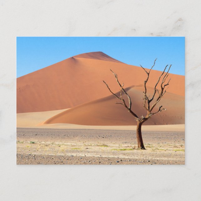 A dead tree on a desert plain with dunes postcard (Front)