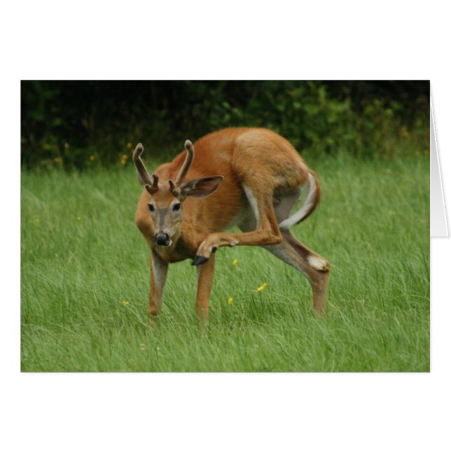 A Dear Itch (Front Horizontal)