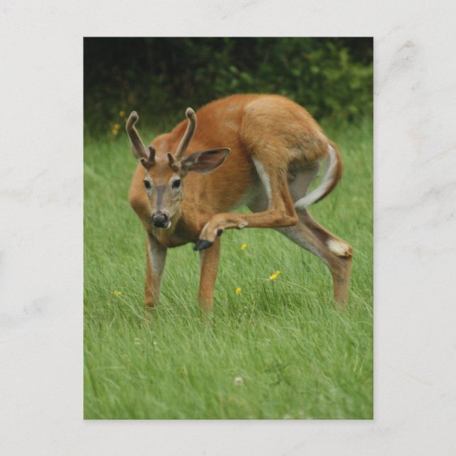 A Dear Itch Postcard (Front)
