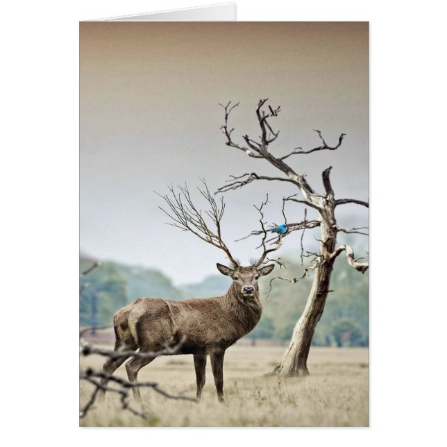 A Deer And A Bluebird (Front)