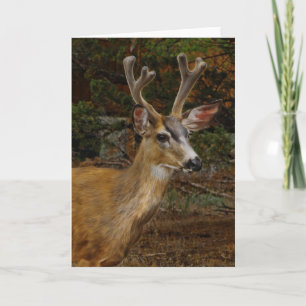 A DEER FRIEND CARD