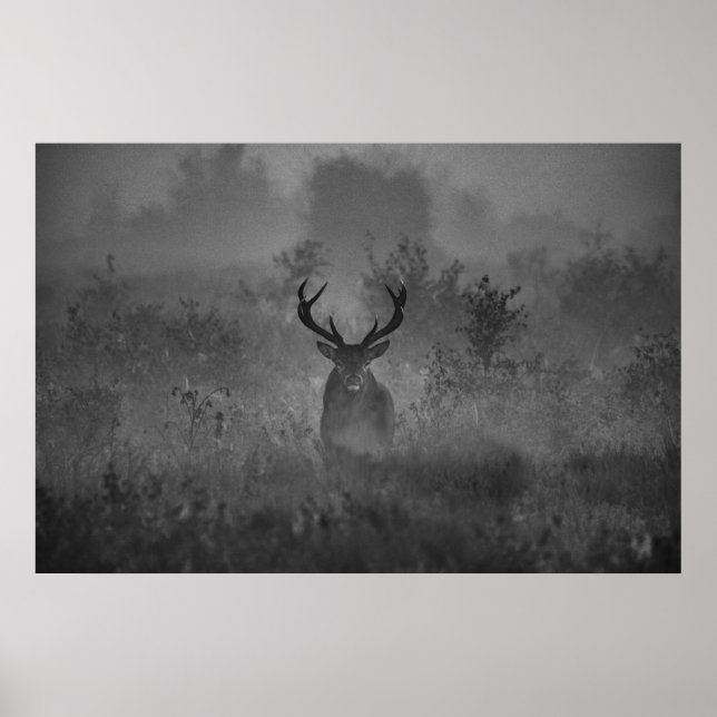 A Deer In The Mist Poster (Front)
