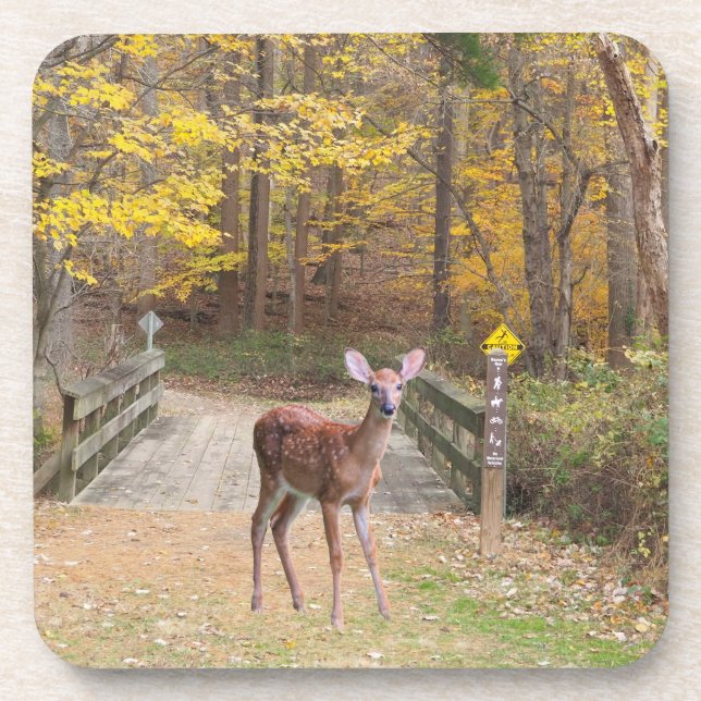A deer in the park coaster (Front)