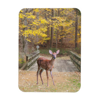 A deer in the park magnet