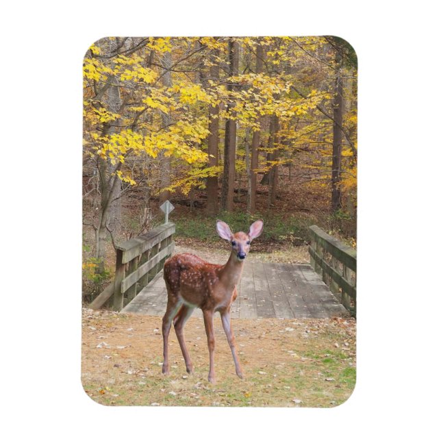 A deer in the park magnet (Vertical)