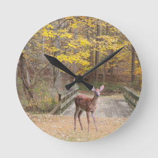 A deer in the park round clock