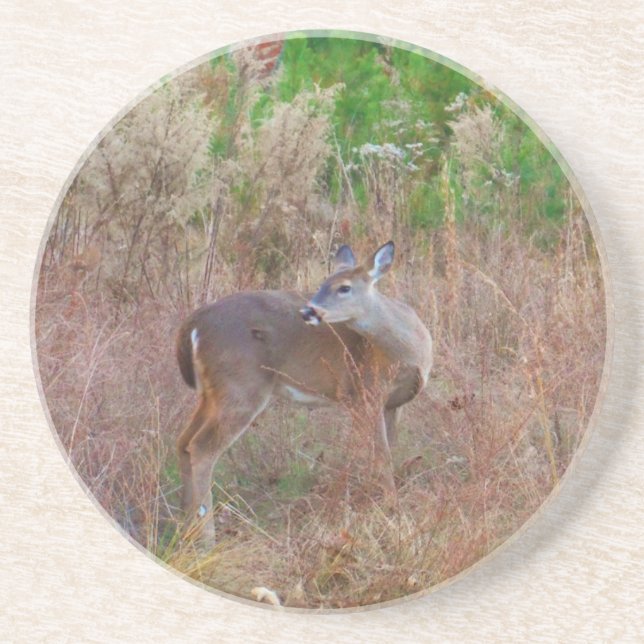 A Deer in the Tall Grass Coaster (Front)