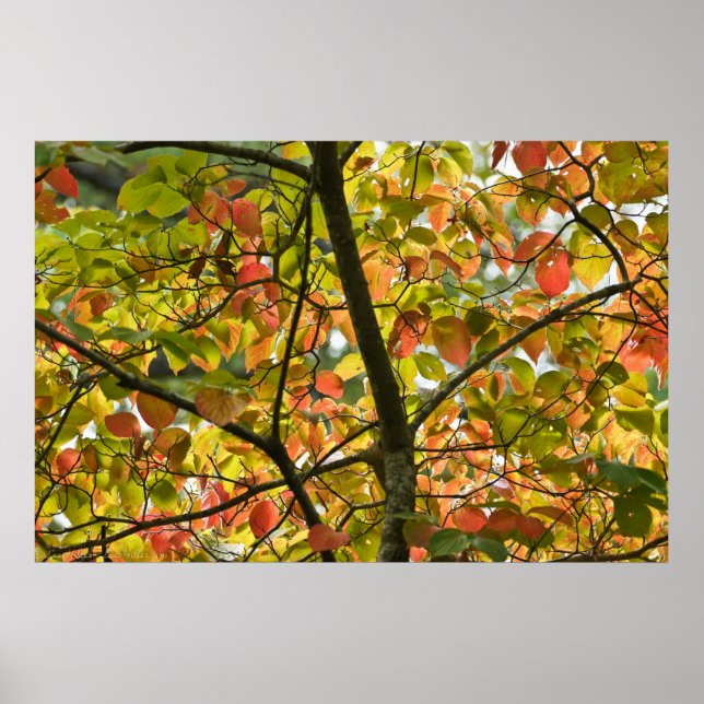 A Delicate Transition Of Autumn Leaves Poster (Front)