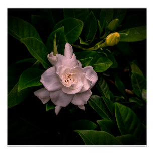 A delicate white flower blooms  poster