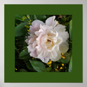 A delicate white peony poster