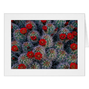 "A Desert Rose Garden"