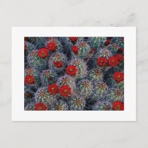 "A Desert Rose Garden" Postcard