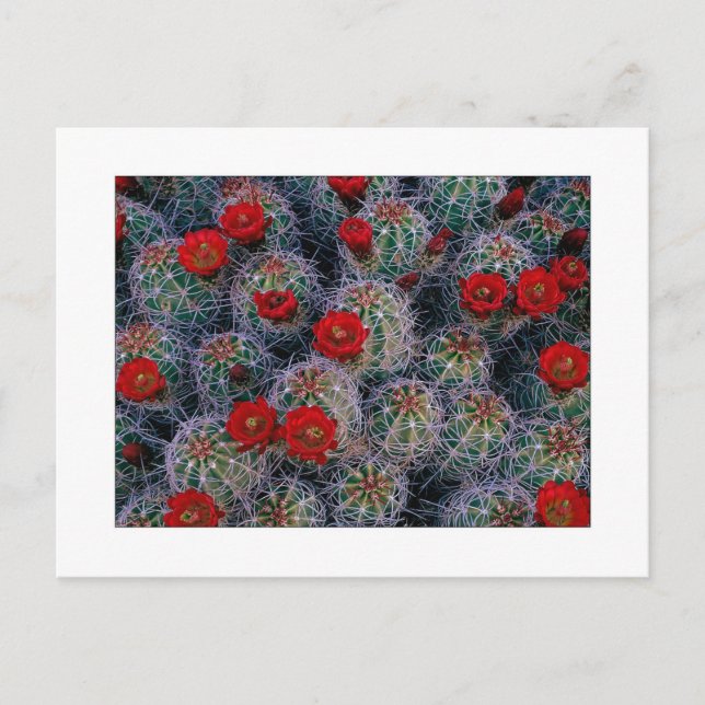 "A Desert Rose Garden" Postcard (Front)