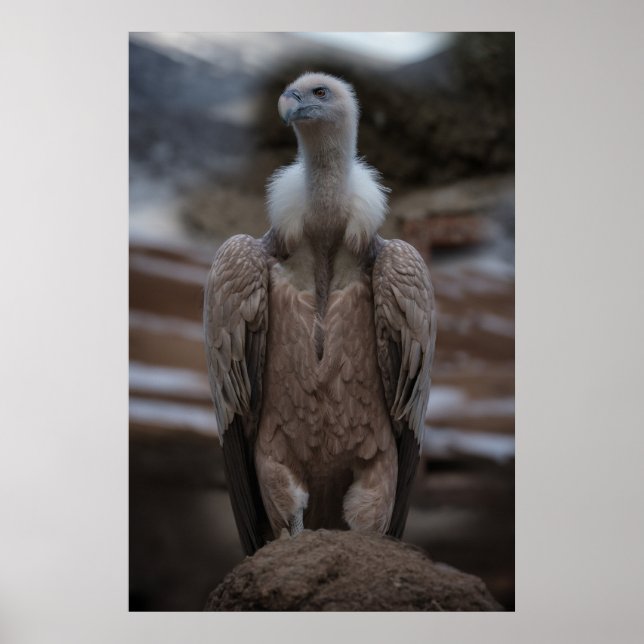 A Detailed Griffon Vulture Portrait Poster (Front)