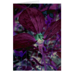 A Different Trillium