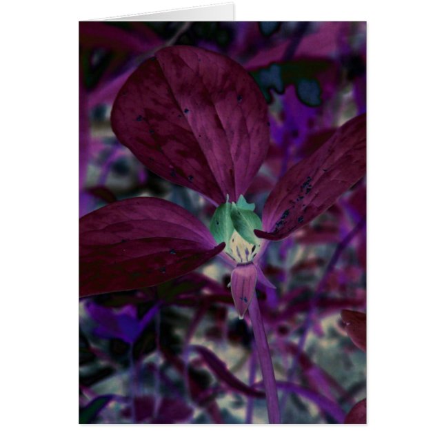 A Different Trillium (Front)