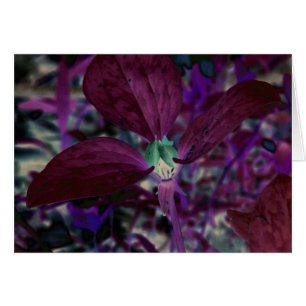 A Different Trillium