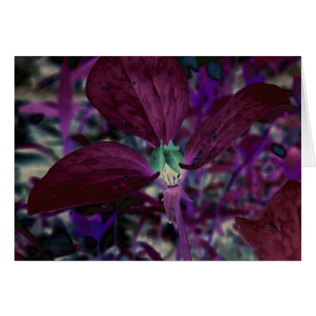 A Different Trillium (Front Horizontal)