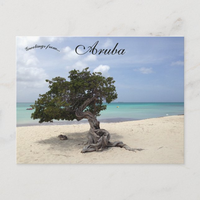 A Divi Divi Tree on Eagle Beach in Aruba Postcard (Front)