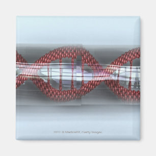 A DNA strand in a capsule Magnet