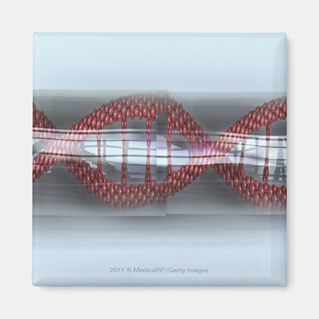 A DNA strand in a capsule Magnet (Front)