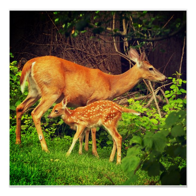 A doe and her fawn poster (Front)