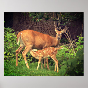 A doe and her fawn  poster
