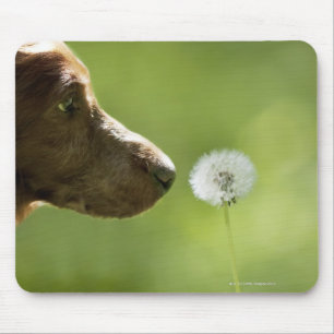 A dog and a dandelion. mouse pad
