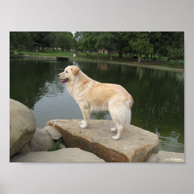 A Dog At A Pond Poster (Front)