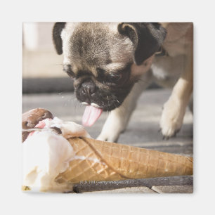 A dog eating an ice cream from a pavement magnet