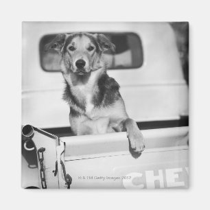 A dog in a car. magnet
