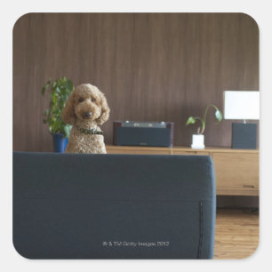 A dog in the riving room square sticker