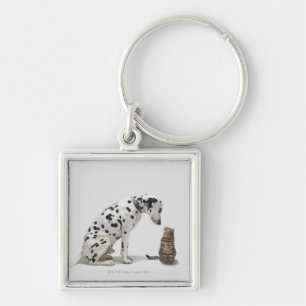 A dog looking at a cat key ring