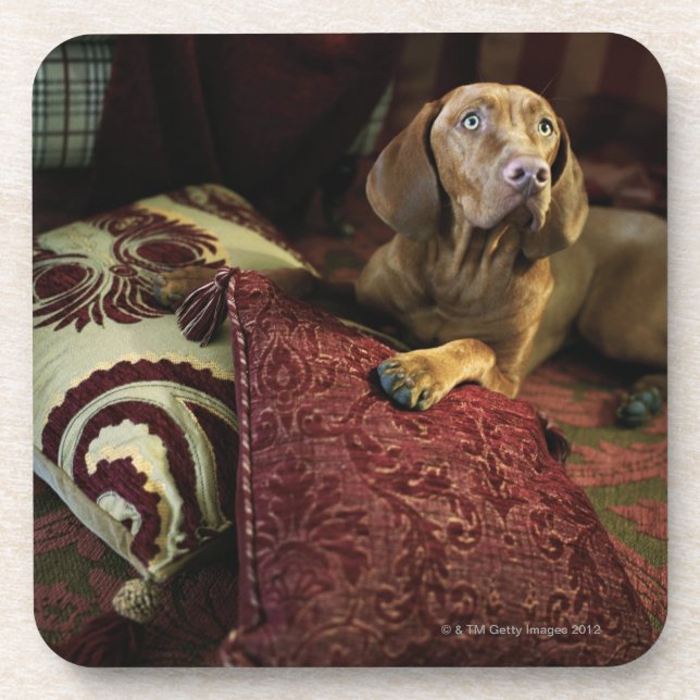 A dog lying on pillows. coaster (Front)