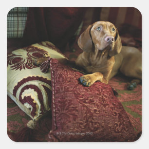 A dog lying on pillows. square sticker